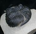 Bargain Hollardops Trilobite - #5376-2